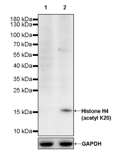 Histone H4 (acetyl K20) Recombinant Rabbit mAb (S-846-491)