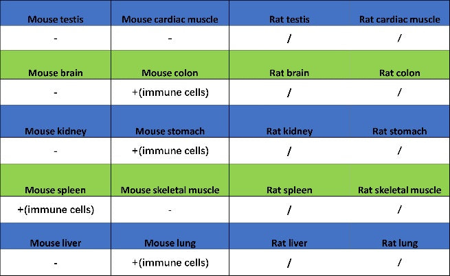 CD25/IL-2Rα Recombinant Rabbit mAb (SDT-2234-65)