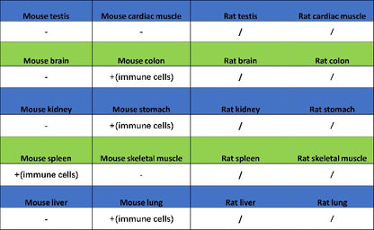 CD25/IL-2Rα Recombinant Rabbit mAb (SDT-2234-65)