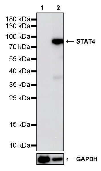 Stat4 Recombinant Rabbit mAb (S-4916-70)