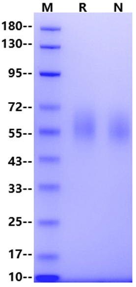 CEACAM-6/CD66c His Tag Protein, Cynomolgus