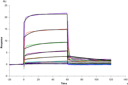 Biotinylated IFN-alpha/beta R1 His&Avi Tag Protein, Human