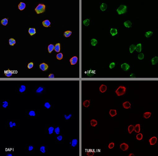 eIF4E Rabbit Polyclonal Antibody