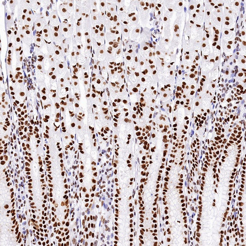 Nucleolin Rabbit Polyclonal Antibody