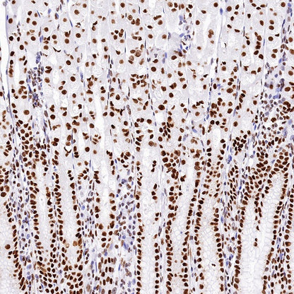 Nucleolin Rabbit Polyclonal Antibody