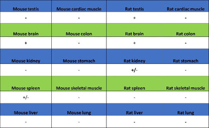 NeuroD2 Recombinant Rabbit mAb (S-3092-64)