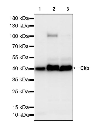 Ckb Rabbit Polyclonal Antibody