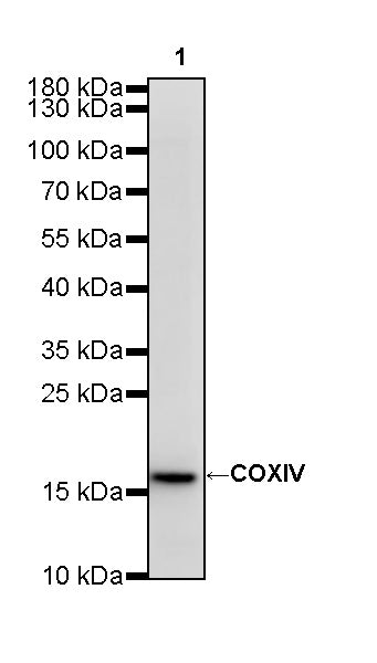 COXIV Recombinant Rabbit mAb (S-5358)