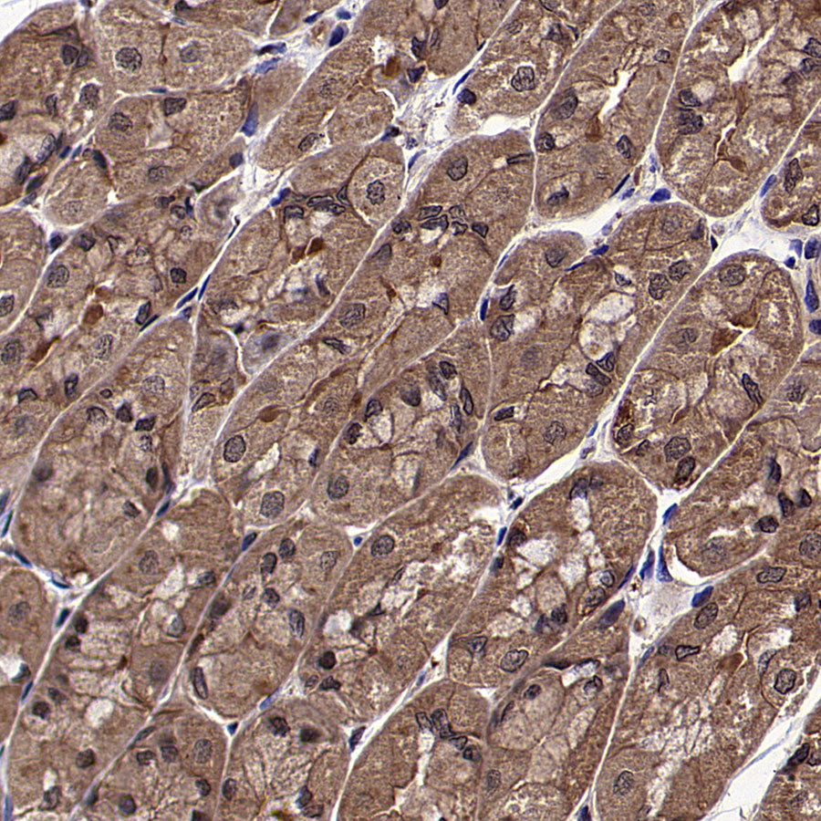 HSP90 Recombinant Mouse mAb (S-5484)