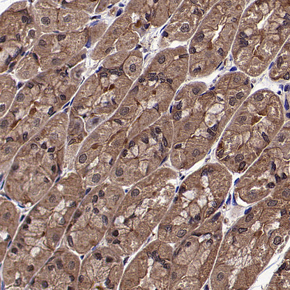 HSP90 Recombinant Mouse mAb (S-5484)