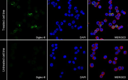 Siglec-8 Recombinant Rabbit mAb (S-2049-19)