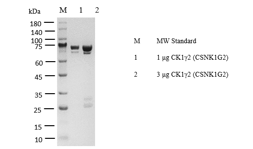 CK1γ2(CSNK1G2) Protein