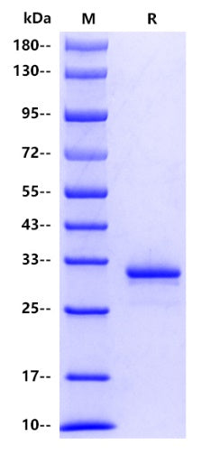 Rat IgG1 Protein, His tag