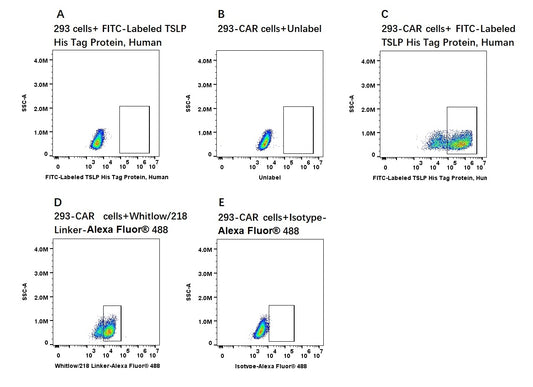 FITC-Labeled TSLP His Tag Protein, Human