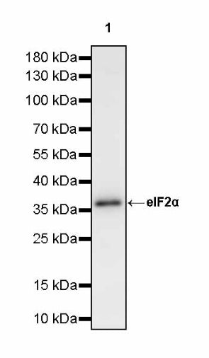 eIF2α Rabbit Polyclonal Antibody