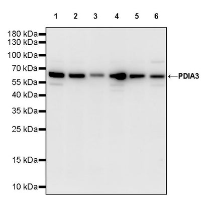 PDIA3 Rabbit Polyclonal Antibody