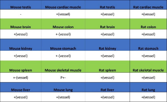 CD105 Recombinant Rabbit mAb (S-3764-11)
