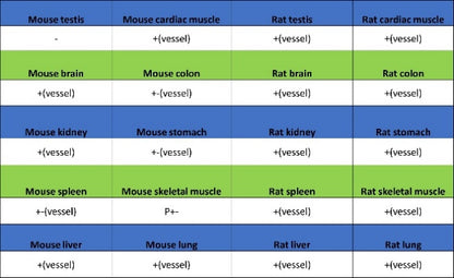 CD105 Recombinant Rabbit mAb (S-3764-11)