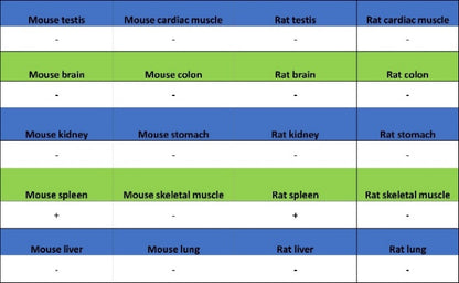 TBR2/Eomes Recombinant Rabbit mAb (SDT-1101-231)