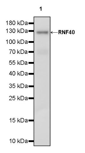 RNF40 Recombinant Rabbit mAb (S-1068-279)