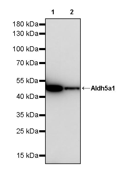 Aldh5a1 Recombinant Rabbit mAb (S-4135-76)
