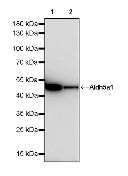 Aldh5a1 Recombinant Rabbit mAb (S-4135-76)