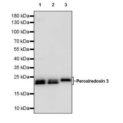 Peroxiredoxin 3 Rabbit Polyclonal Antibody