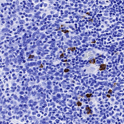 S-RMab® IGJ Recombinant Rabbit mAb (S-342-48)