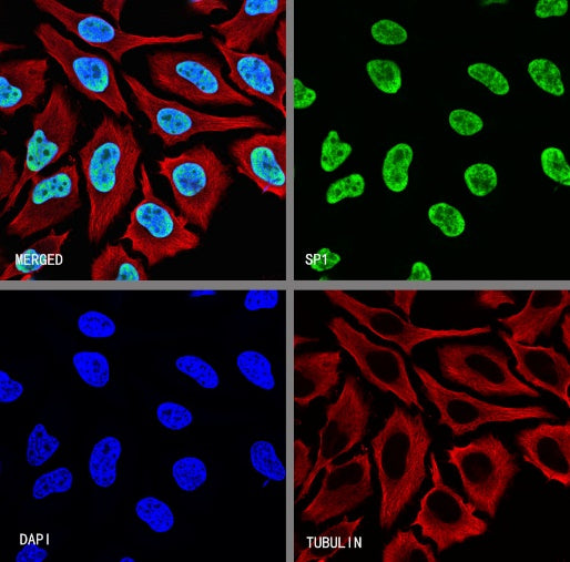 SP1 Recombinant Rabbit mAb (S-3073-71)