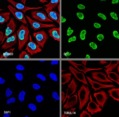 SP1 Recombinant Rabbit mAb (S-3073-71)