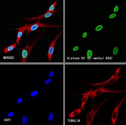 Histone H3 (di methyl K56) Recombinant Rabbit mAb (S-R427)