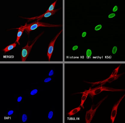 Histone H3 (di methyl K56) Recombinant Rabbit mAb (S-R427)