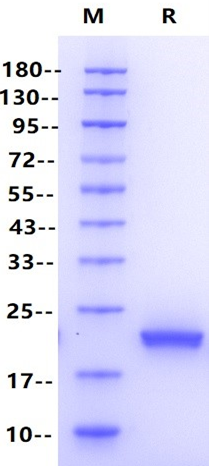 Growth hormone Protein, Human