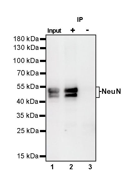 NeuN Recombinant Rabbit mAb (SDT-432-1)