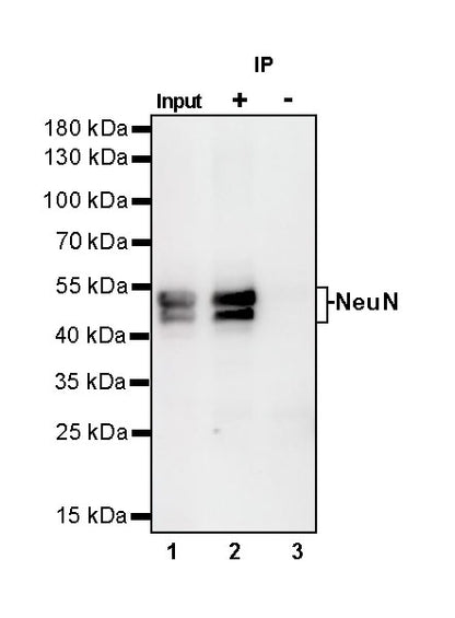 NeuN Recombinant Rabbit mAb (SDT-432-1)