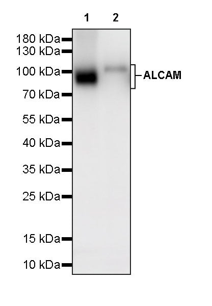 ALCAM Recombinant Rabbit mAb (S-4080-21)