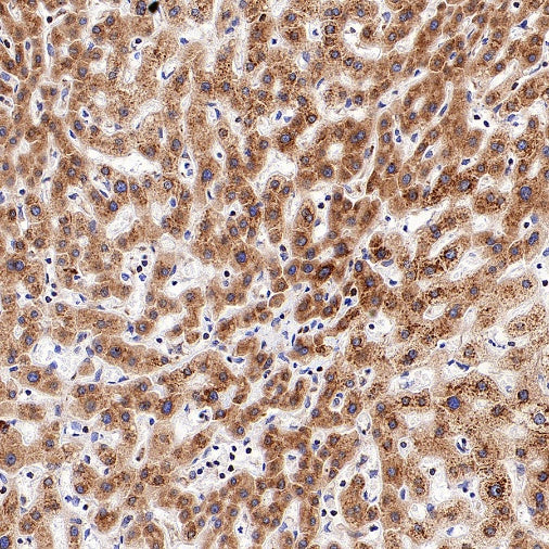 Sec61B Recombinant Rabbit mAb (S-4499-3)