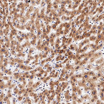 Sec61B Recombinant Rabbit mAb (S-4499-3)