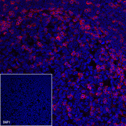 CD3 epsilon Mouse mAb,PBS Only (SDT-570-36)