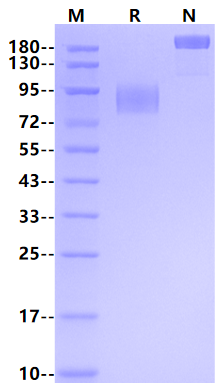 TPBG/5T4 Fc Chimera Protein, Mouse