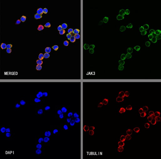 Jak3 Recombinant Rabbit mAb (S-4219)