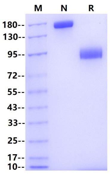 Siglec-9 Fc Chimera Protein, Human