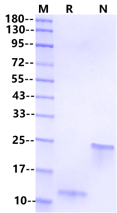 TGF-β1 Protein, Mouse/Rat