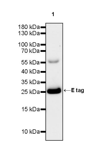 E tag Recombinant Rabbit mAb (S-911-14)