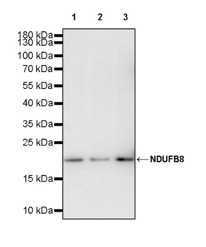 NDUFB8 Recombinant Mouse mAb (S-M0007)