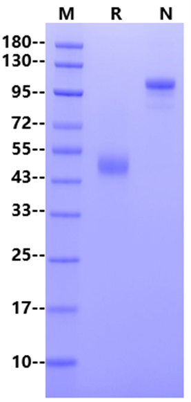 CD7 Fc Chimera Protein, Mouse