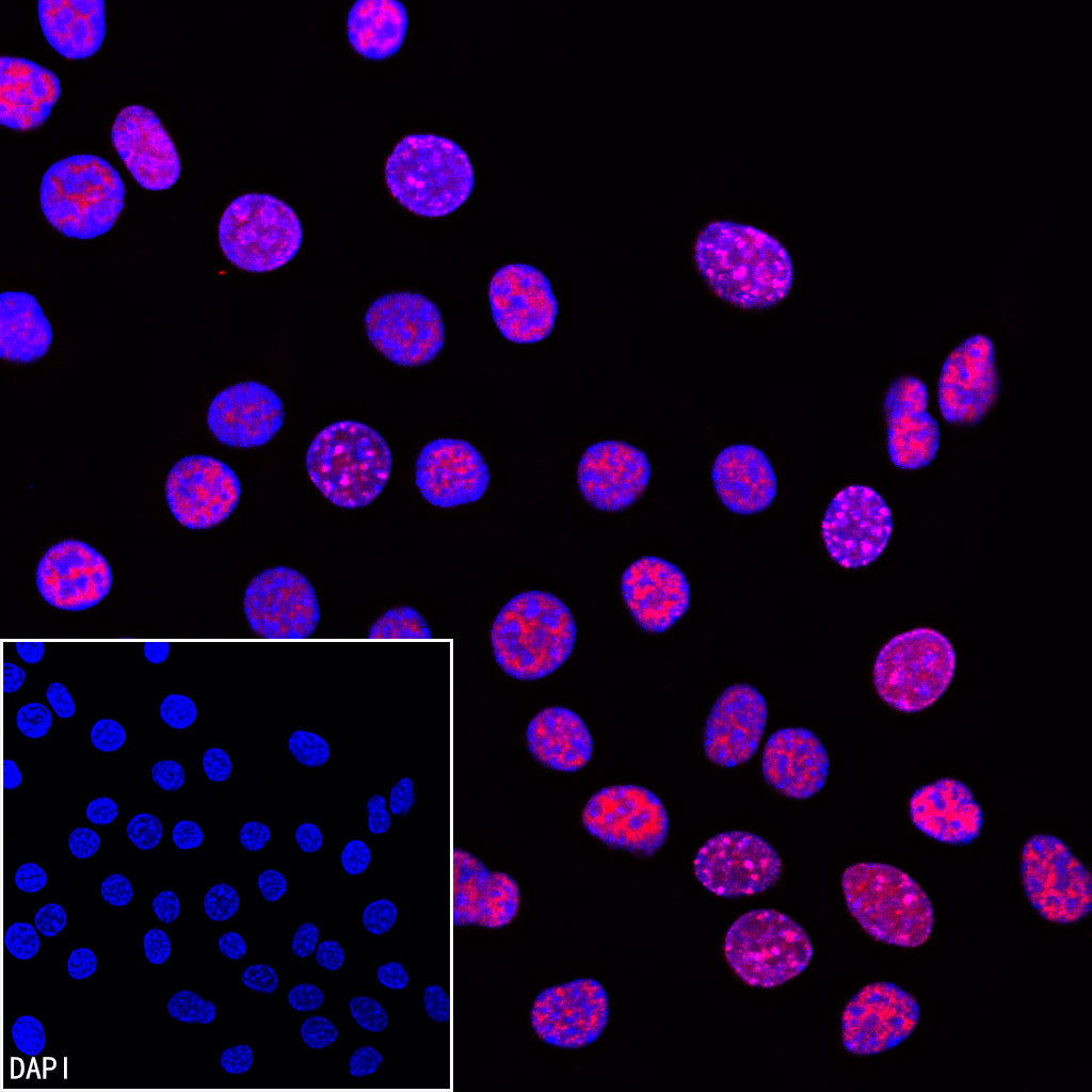Goat anti-Rabbit IgG(H+L) (Cy3 Conjugate)