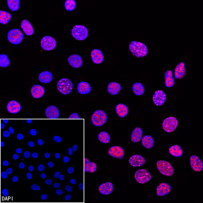 Goat anti-Rabbit IgG(H+L) (Cy3 Conjugate)