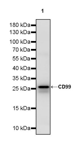 CD99 Mouse mAb (S-2121-45)