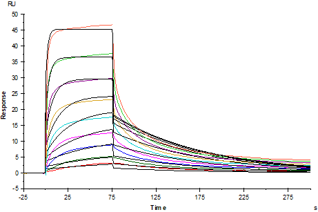 MSLN/Mesothelin Fc Chimera Protein, Human